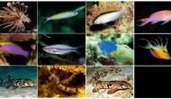 10 Spesies Baru Ikan Diteliti